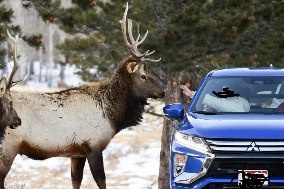 Another Human Captured Feeding, Petting Elk in Estes Park