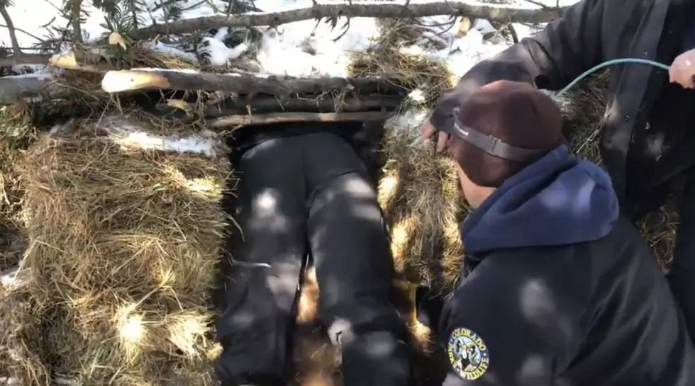 WATCH: CPW Officers Crawl into Bear Den, Help Orphaned Cubs