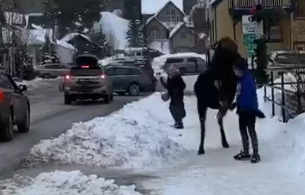 VIDEO: Woman Tries to Pet Moose in Colorado