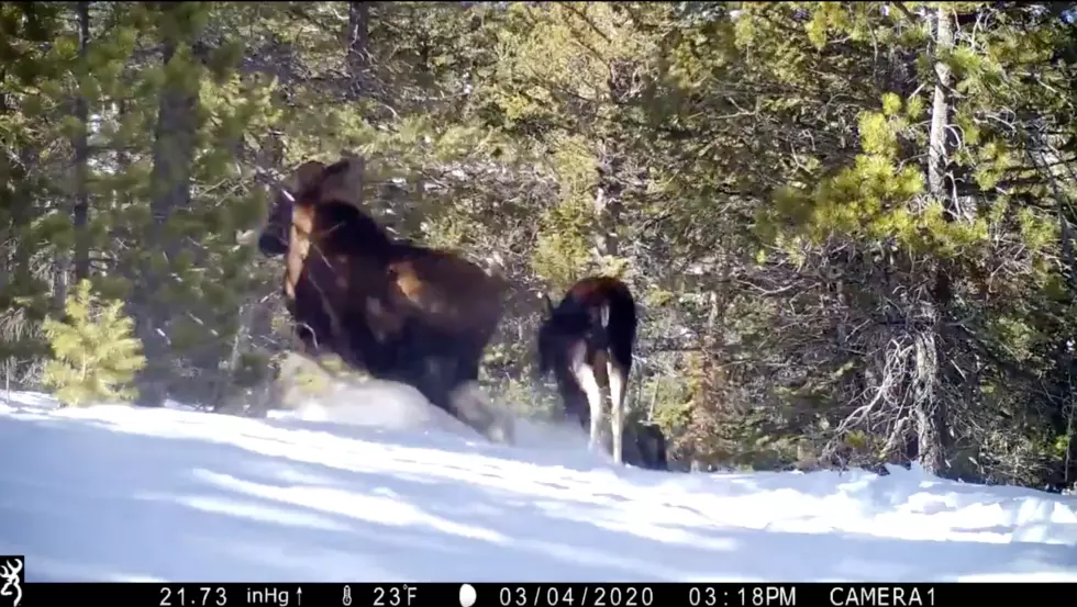 Colorado Parks & Wildlife Spot a Mama Moose with Calf [VIDEO]