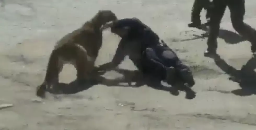 Must See Video: Mountain Lion Attacks Sheriff Deputy in Loveland