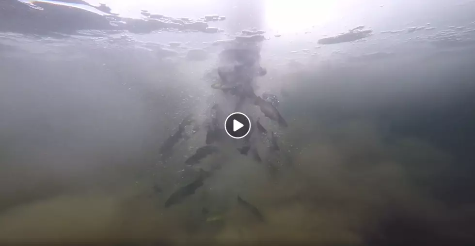 Watch CPW Stock Trout Into a Colorado Reservoir