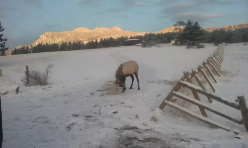 Colorado Parks & Wildlife Help Free Bull Elk Caught in Net [PICS]