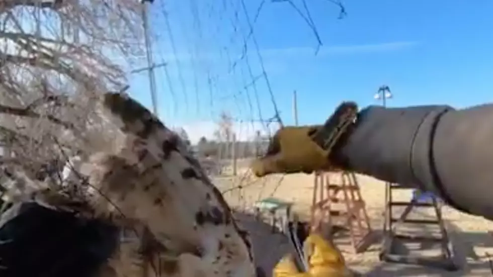 Wildlife Officers Free Entangled Great Horned Owl in Estes Park [VIDEO]
