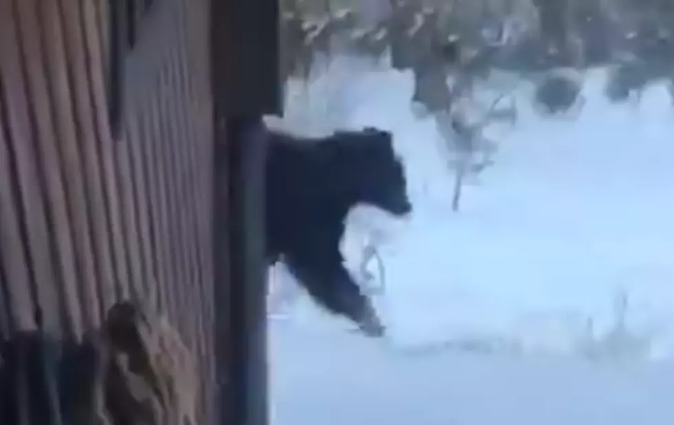WATCH: Bear Near Colorado Home Promps Warning from Officials