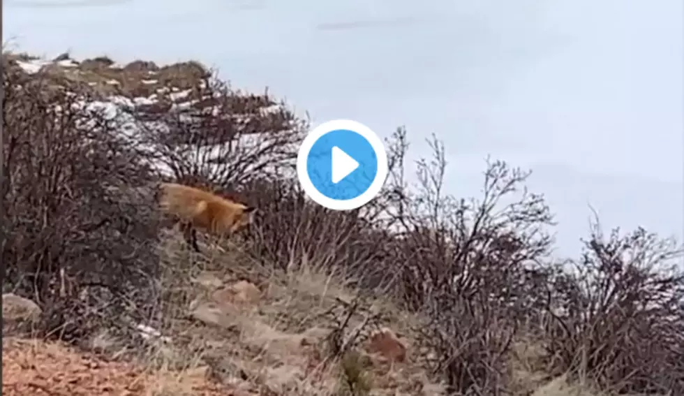 Colorado Parks and Wildlife Caught a Fox Catching Dinner [WATCH]
