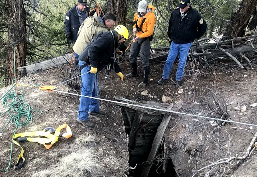 WATCH: Elk Rescued after Falling Down Colorado Mine Shaft