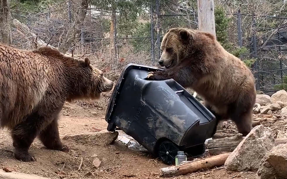 WATCH: Grizzly Bears Try to Tear Open Bear-Resistant Trash Can