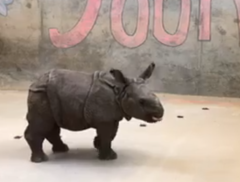 Denver Zoo Announces Name for Baby Rhino