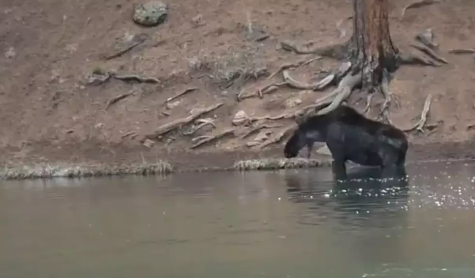 WATCH: Moose Caught Breaking &#8216;No Swimming&#8217; rule at Colorado Park