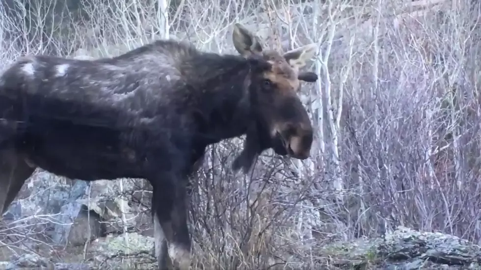 Moose Strolls Through Eldora Neighborhood [WATCH]