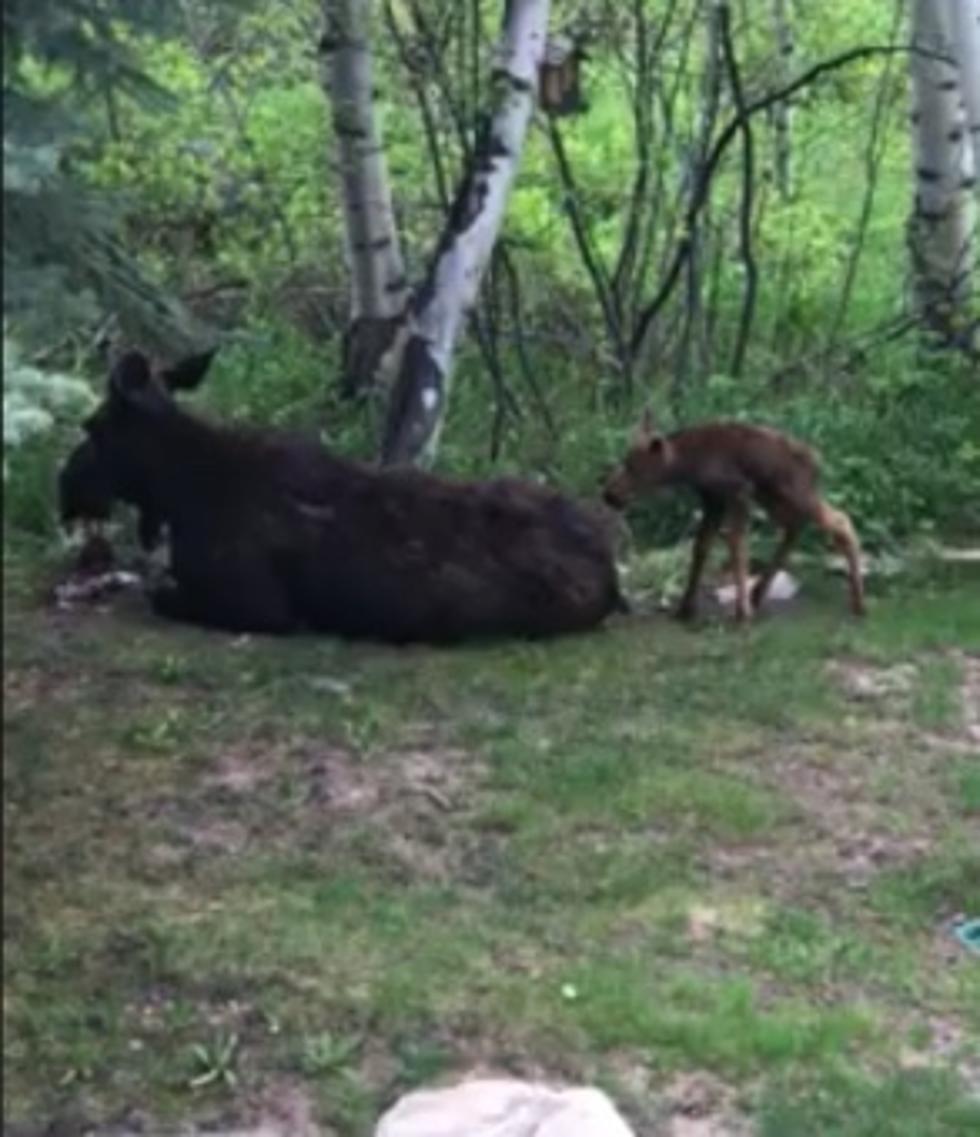 Watch This Newly Born Moose Calf Take Its First Steps in Colorado