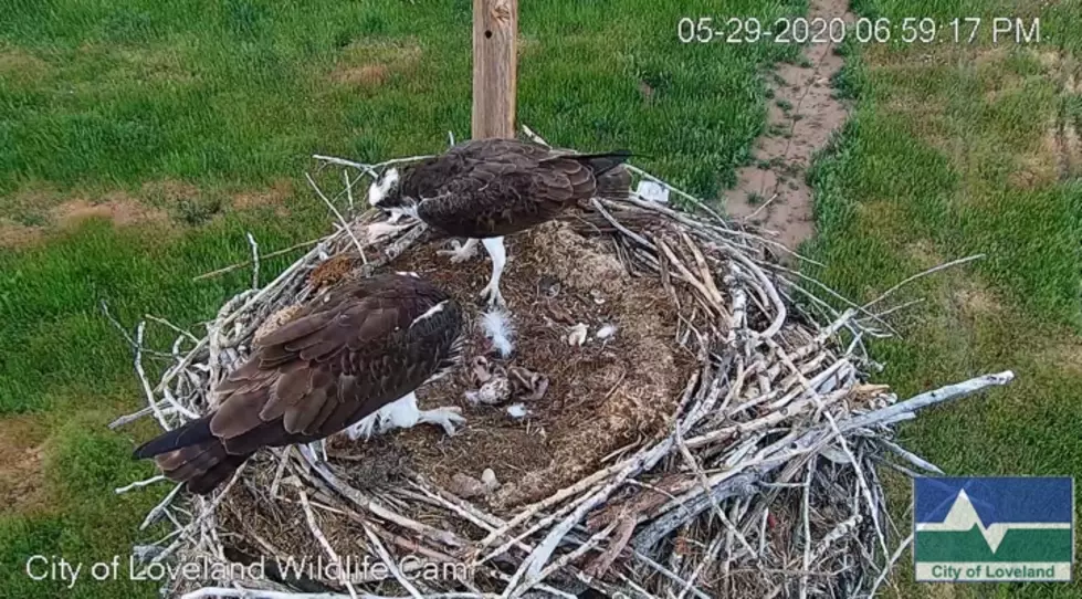 Loveland Has a LIVE Osprey Nest Cam, and We Can’t Stop Watching