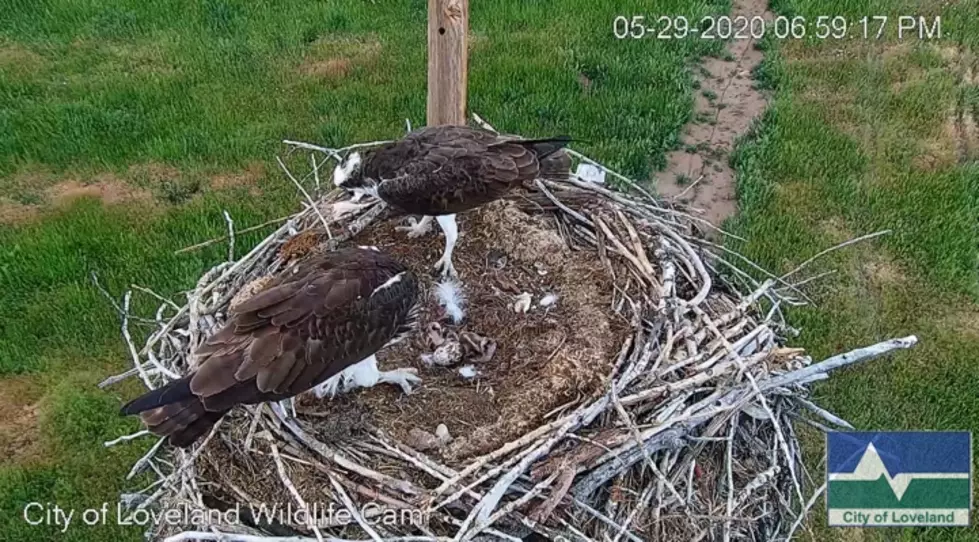 Loveland Has a LIVE Osprey Nest Cam, and We Can&#8217;t Stop Watching