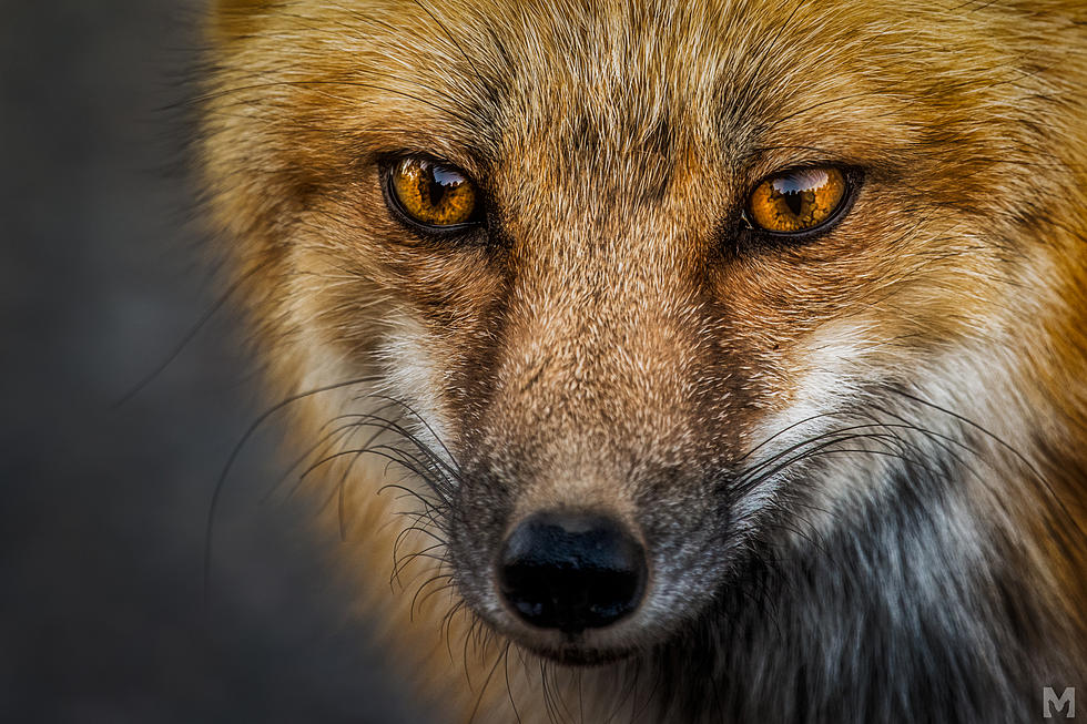 Fox Put Down After Colorado Woman Kidnaps It, Posts Photos Online