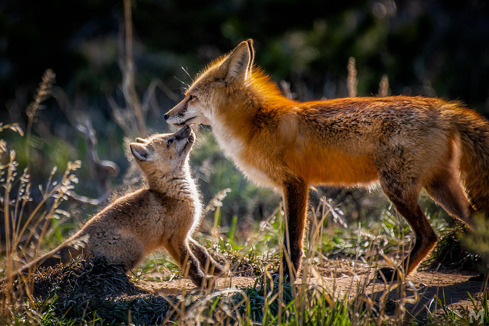 Colorado Parks and Wildlife Voted to End All Wildlife Killing Contests