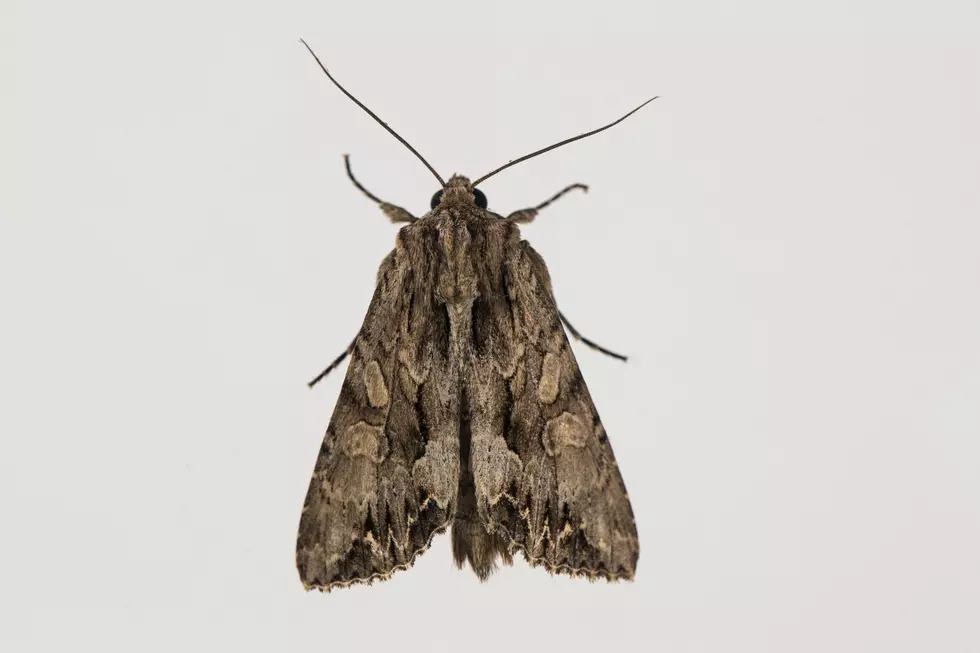 Why are there so many Moths in Fort Collins right now?