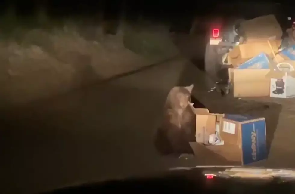 [Watch] Colorado Woman Honks Horn, Scares Bears Out of Garbage