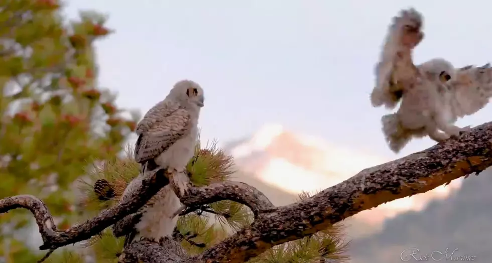 [WATCH] Adorable Owlets Learning to Fly is Peak Colorado