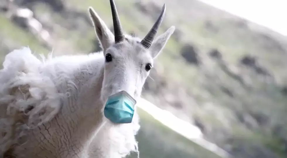 Colorado Parks & Wildlife Share Video of Animals Wearing Masks [WATCH]
