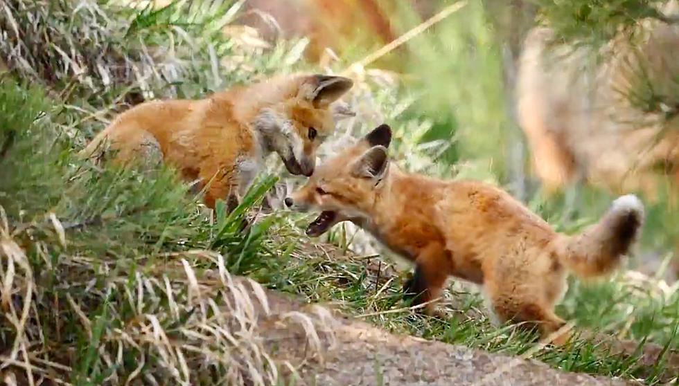 Watch Frisky Multicolored Fox Pups Playing in a Colorado Yard
