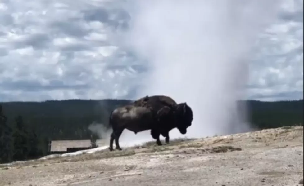 Yellowstone National Park &#8216;Old Faithful&#8217; Erupts Behind Bison