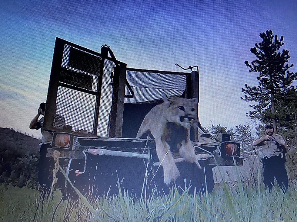 [WATCH] Officials Release Mountain Lion from Longmont Garage