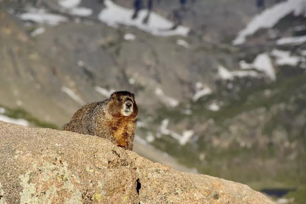 [WATCH] Marmot Back Home After Hitching Ride with Family at Winter Park
