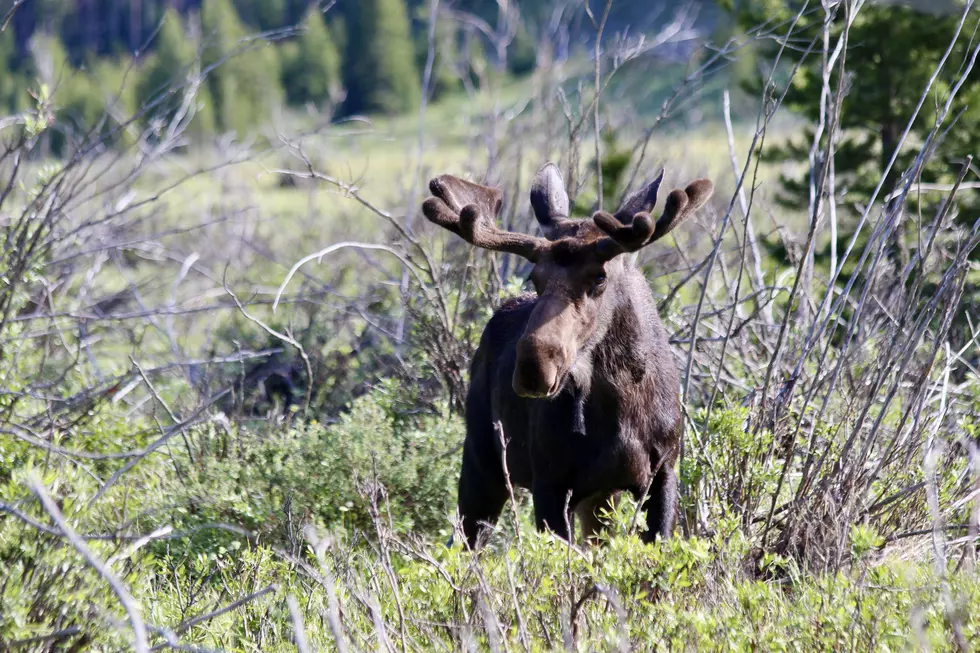 [Gallery] 10 Animals You Can See at Rocky Mountain National Park
