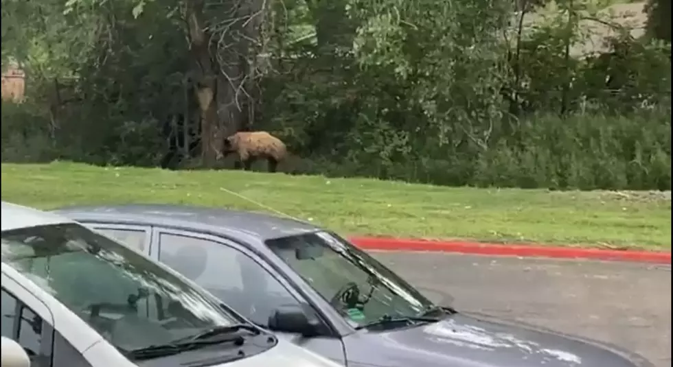 Colorado Parks and Wildlife Relocates Black Bear Spotted near Fort Collins Apartments [WATCH]