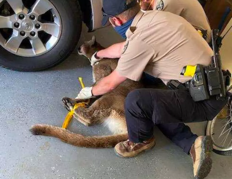 [PHOTOS] Mountain Lion Caught in Longmont Garage, Parents Warned