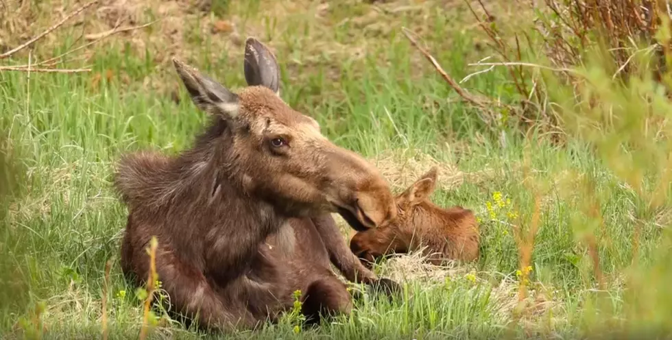[VIDEO] Adorable Baby Moose Relaxes with Mom in Rocky Mountain National Park
