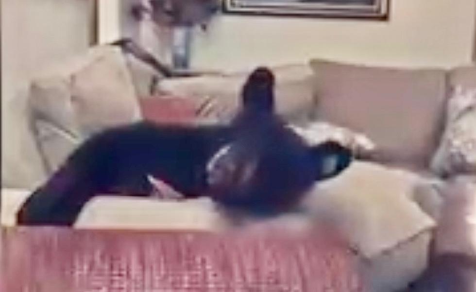 Bear Makes Himself at Home on Colorado Families Couch
