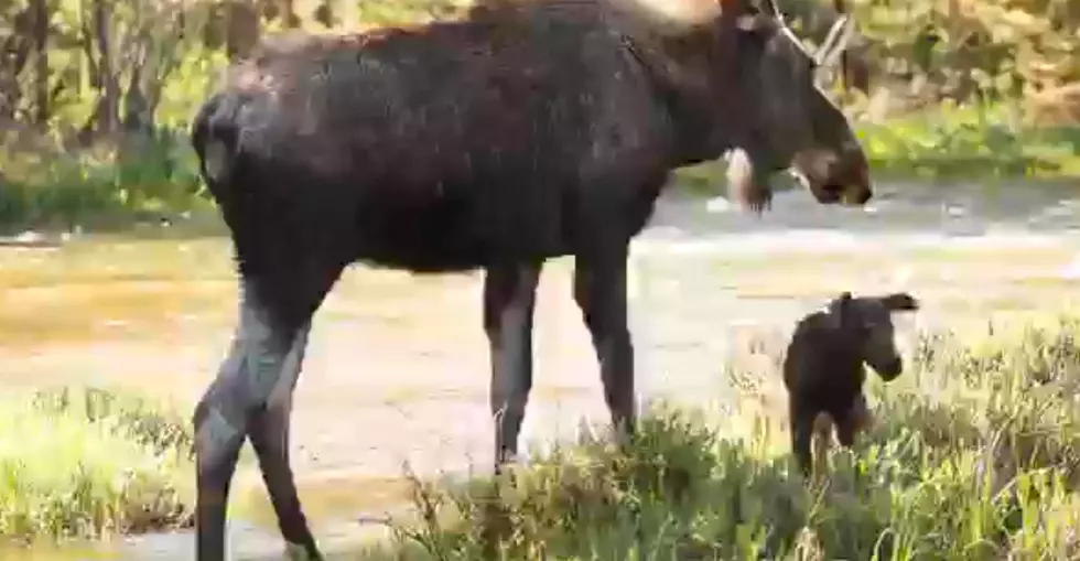 Baby Moose In Colorado Relocated Due To People Feeding It