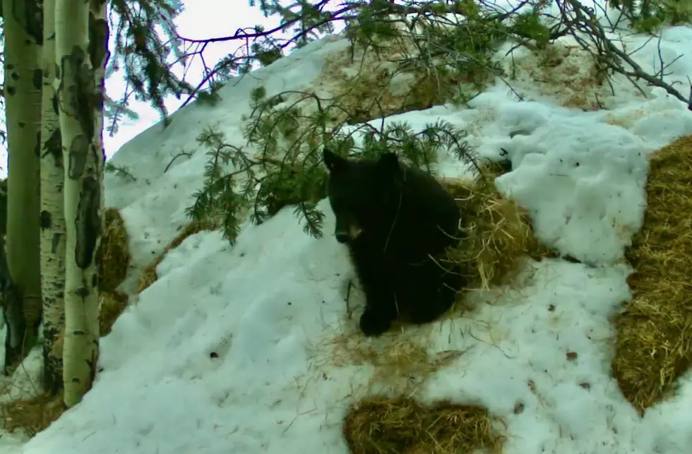 [WATCH] Orphaned Colorado Bear Cubs Emerge from Den