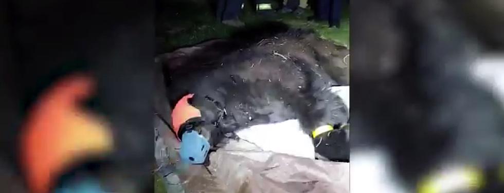Wildlife Officers Relocate 350-Pound Bear Out Of Lakewood