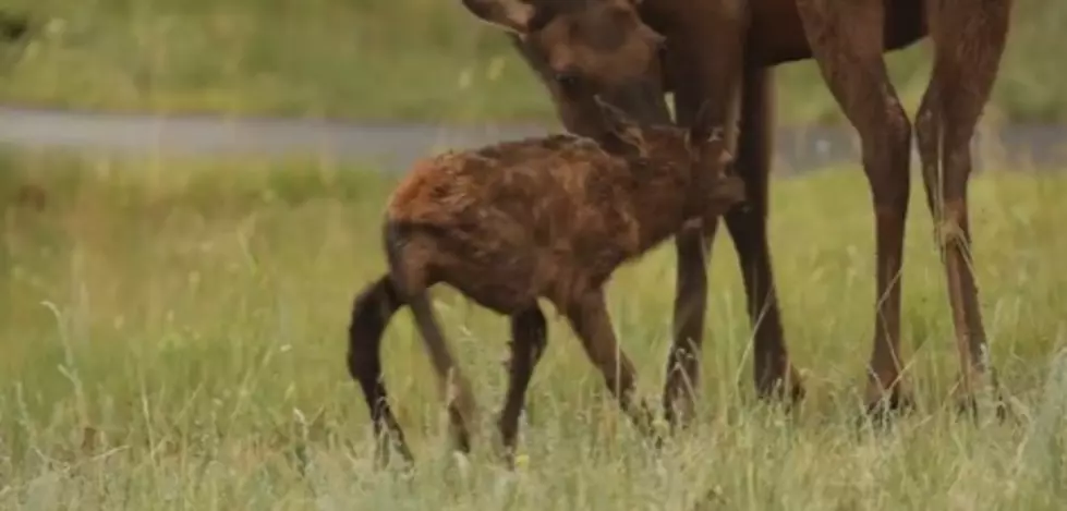 Watch a Newborn Baby Elk Calf Stand For the First Time