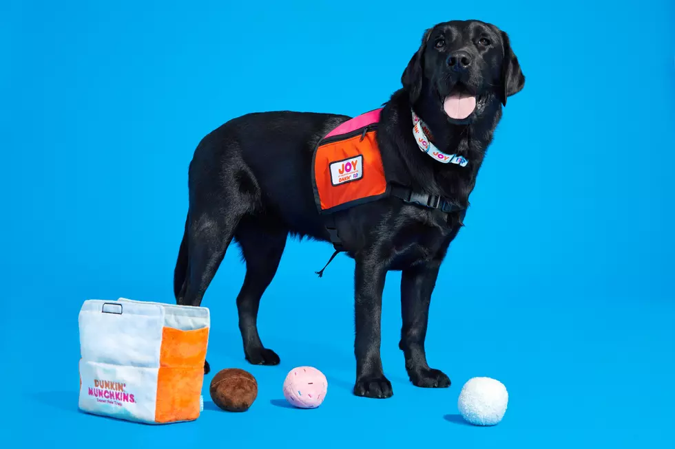 Dunkin Dog Donut, Coffee Toys are Now a Thing in Fort Collins [PIC]