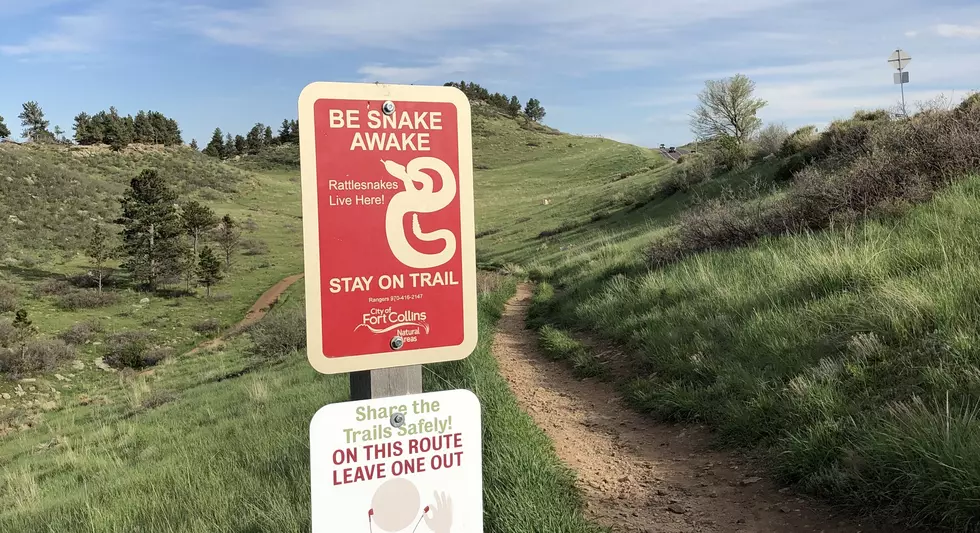 Fort Collins Dog Loses Eye After Rattlesnake Bite