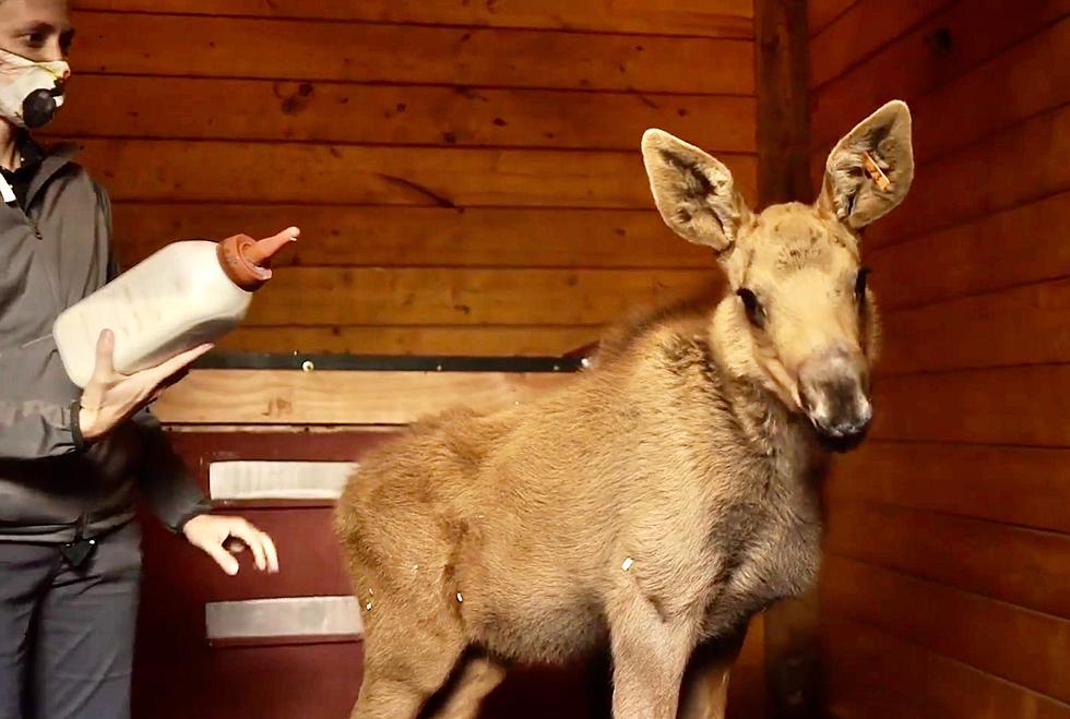[WATCH] Cheyenne Mountain Zoo Welcomes Baby Moose