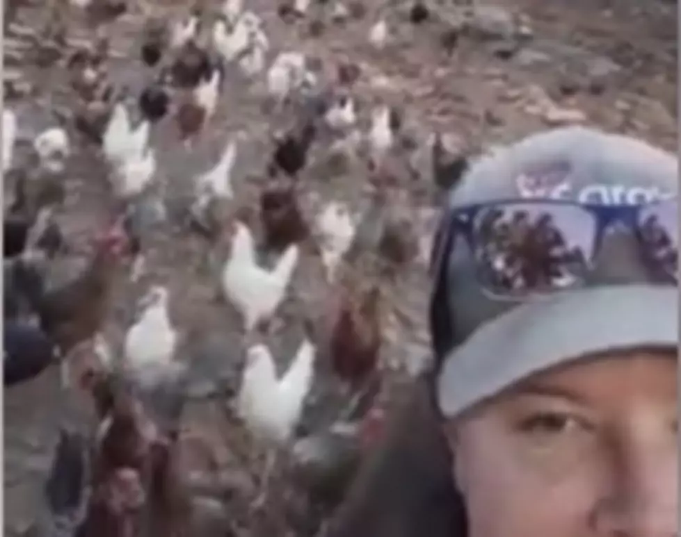 Hundreds of Chickens Follow Loveland Woman for Food [WATCH]