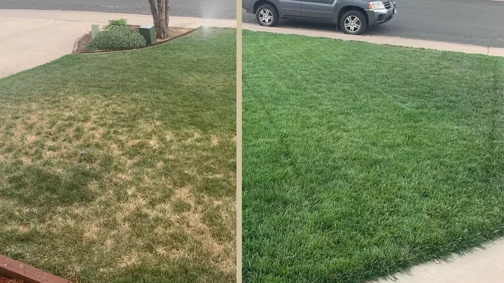 Is Your Lawn Brown This Year? It’s Probably Fungus