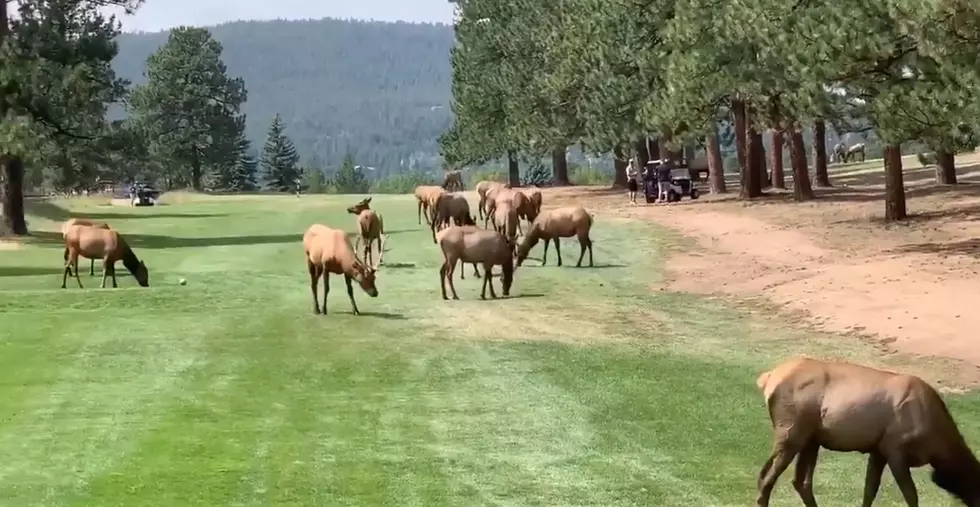 VIDEO: Massive Elk Herd Invades Colorado Golf Course