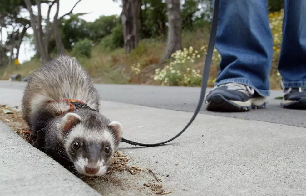 Colorado's Endangered Ferrets Get a COVID Vaccine