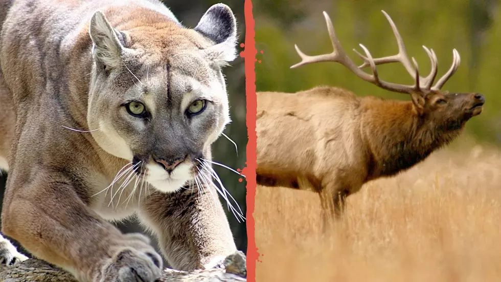 [WATCH] Bull Elk Stalked By a Mountain Lion in Colorado
