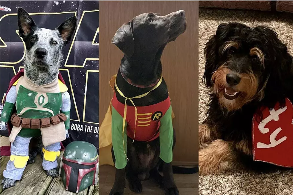 Submit Your Dog's Costume For Chance To Win $500 in Prizes
