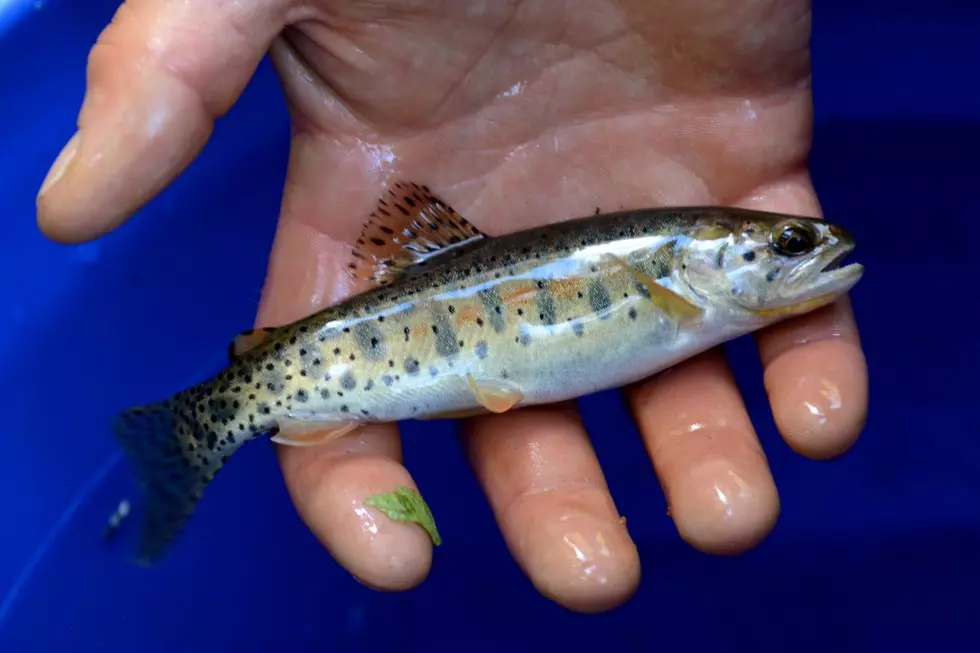 Population of Colorado’s Official State Fish Is Declining
