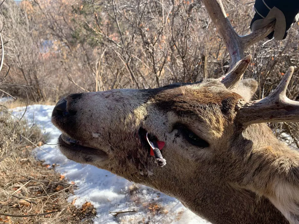 Colorado Deer Found With Arrow In Nose