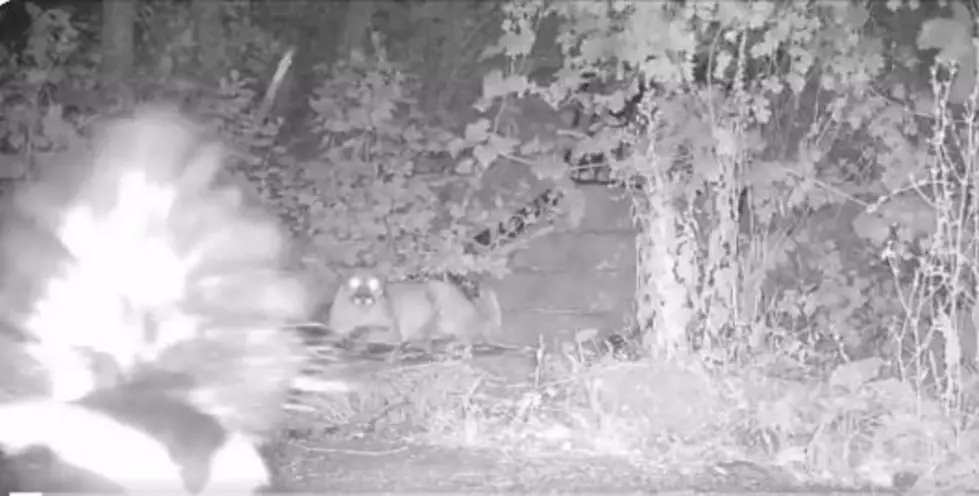 [VIDEO] Mountain Lion-Skunk Showdown Near Boulder