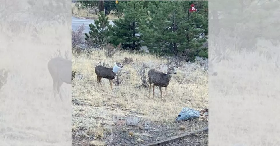 Deer With Birdfeeder Around Neck Rescued in Colorado